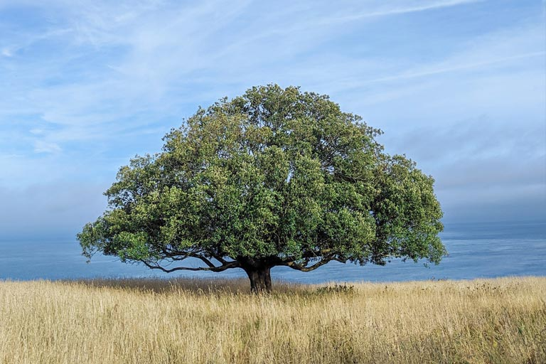 tree-su Lone tree in a field - symbolising stability, grounding and personal growth in therapy
